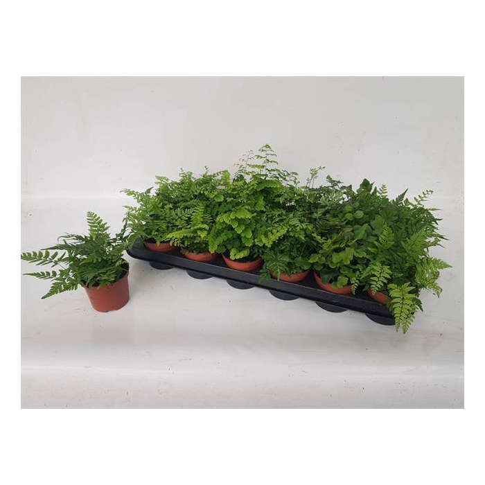 <h4>Pteris mix (Fern) 8,5Ø 15cm</h4>