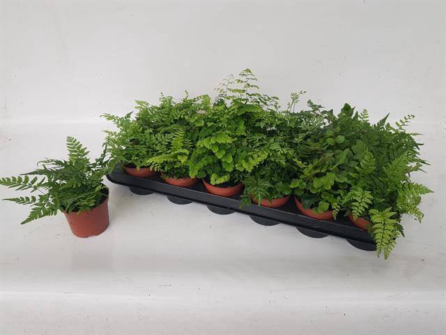 Pteris mix (Fern) 8,5Ø 15cm