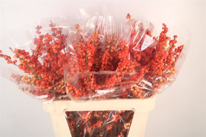 <h4>Ilex Verticilata Oudijk's Orange</h4>