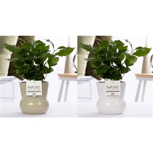 Coffea Arabica in P&PURE Plant Vase Maxima ass. 2