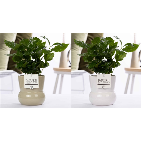 <h4>Coffea Arabica in P&PURE Plant Vase Maxima ass. 2</h4>