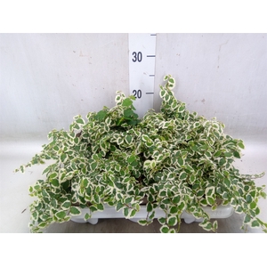 Ficus pumila 'Belle Sunny'
