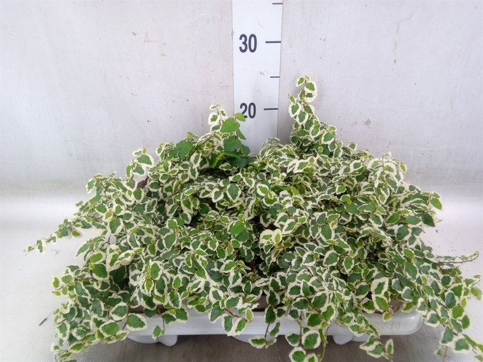 <h4>Ficus pumila 'Belle Sunny'</h4>