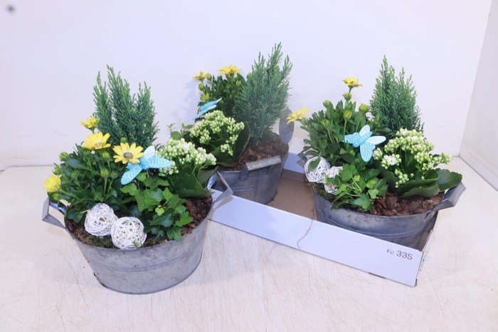 <h4>ARR TUINPLANTEN</h4>