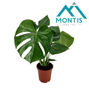 Monstera deliciosa 17 cm
