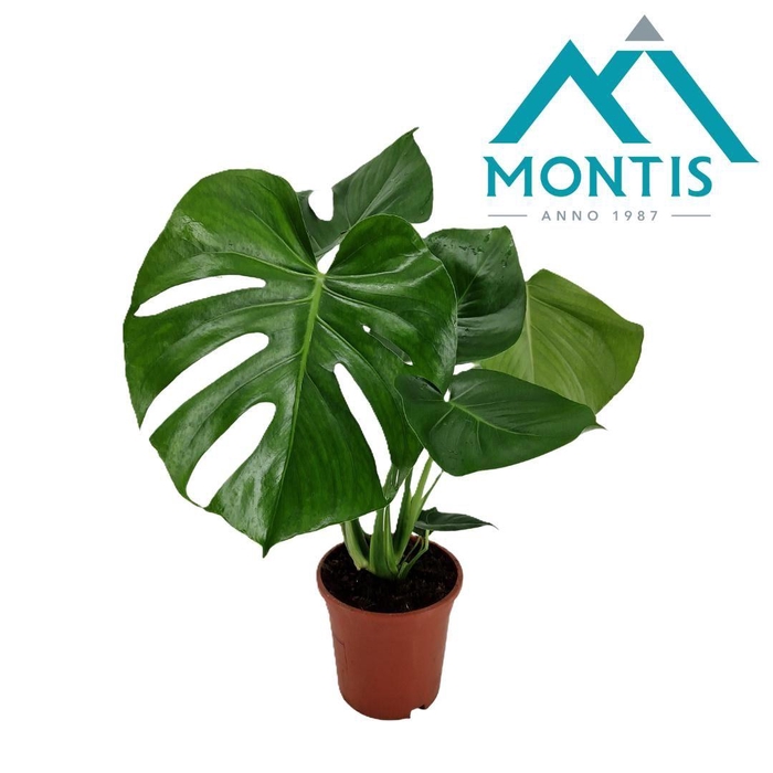 <h4>Monstera deliciosa 17 cm</h4>