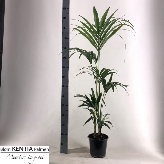 <h4>HOWEA FORSTERIANA</h4>