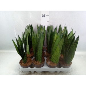 Sansevieria zeylanica