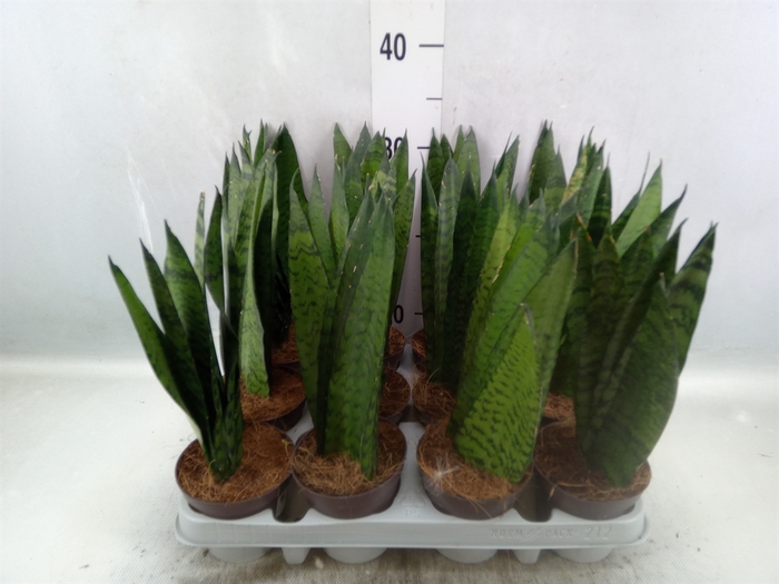 Sansevieria zeylanica