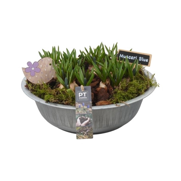 <h4>PTMB1052 Arrangement Muscari in zink schaal</h4>