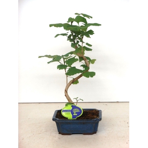 Ginkgo biloba shape