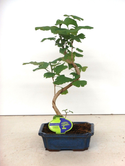 <h4>Ginkgo biloba shape</h4>