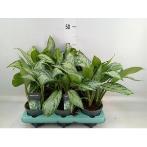Aglaonema  'Maria Christina'