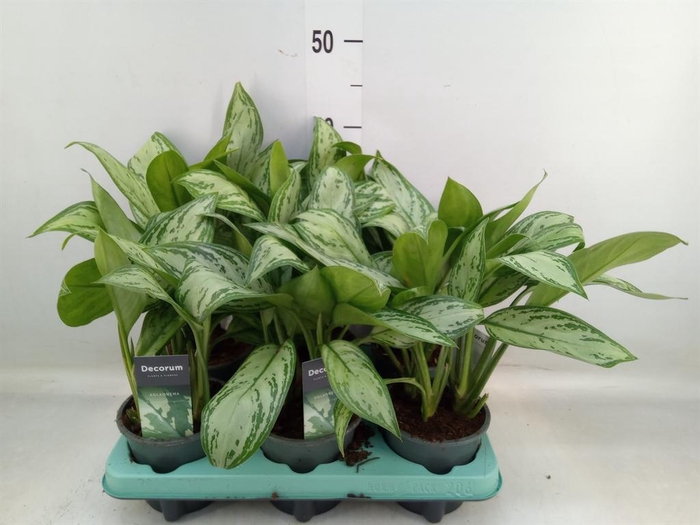 <h4>Aglaonema 'Maria Christina'</h4>