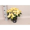 Poinsettia 13 cm Titan White
