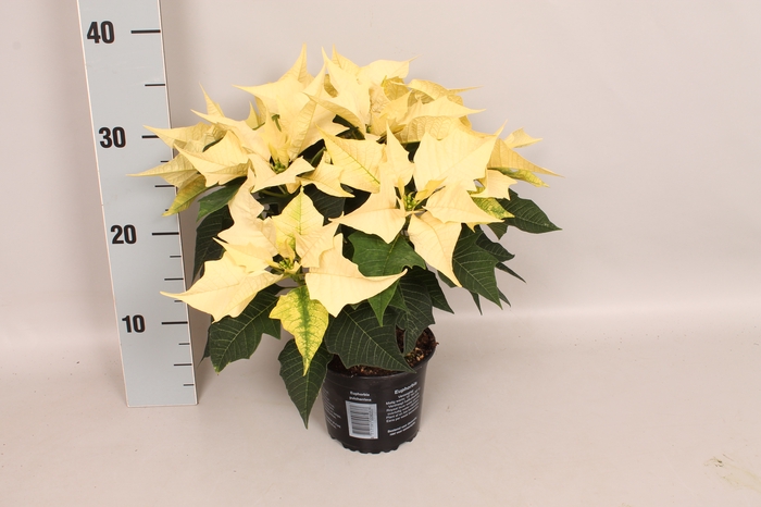 Poinsettia 13 cm Titan White