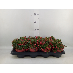 Gaultheria proc. 'Big Berry'