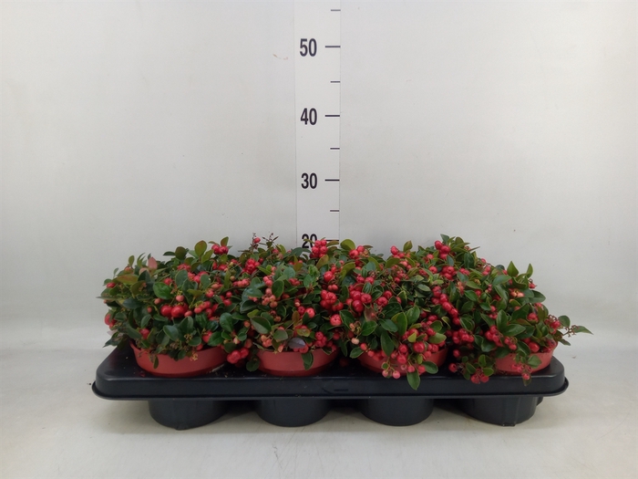 <h4>Gaultheria proc. 'Big Berry'</h4>