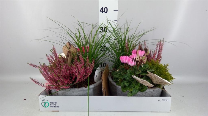<h4>Arr.   Tuinplanten L%</h4>