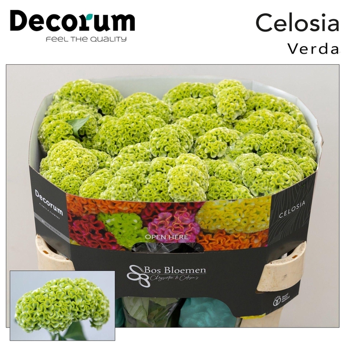 <h4>CELOSIA ARG. CR 'ACT VERDA'</h4>
