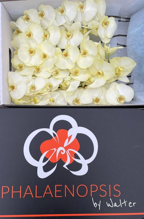 <h4>Phalaenopsis Coloured Yellow</h4>