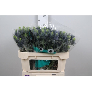 Eryn Supernova Qstar