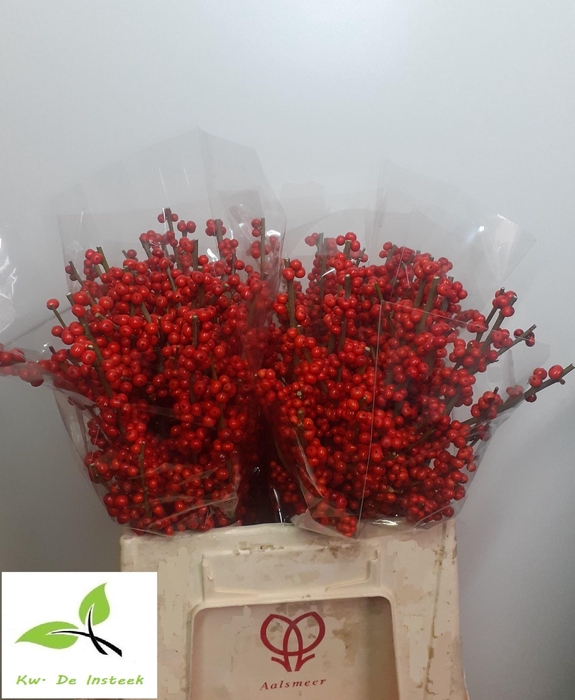 <h4>ILEX VE RODE BES</h4>