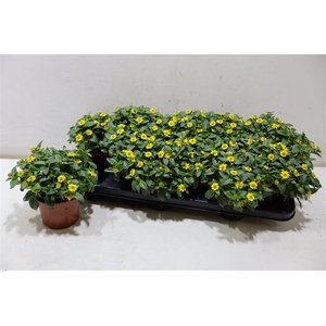 Sanv Procumbens