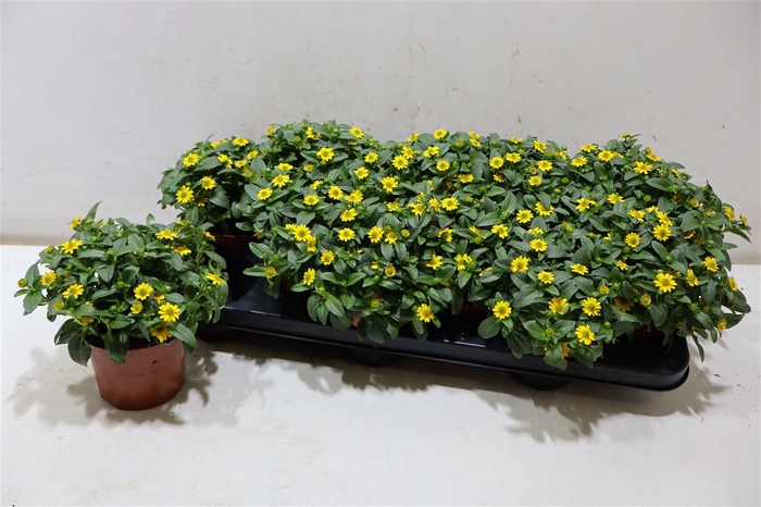 <h4>Sanv Procumbens</h4>