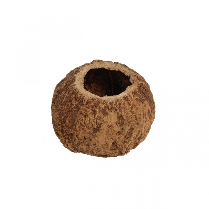 <h4>Droogdeco Coco Ourico d10cm</h4>