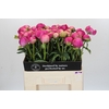 Paeonia Glory Hallelujah
