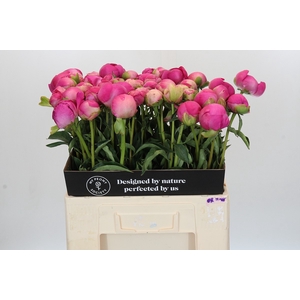 Paeonia Glory Hallelujah