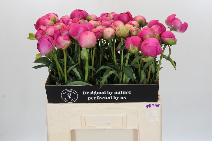 Paeonia Glory Hallelujah
