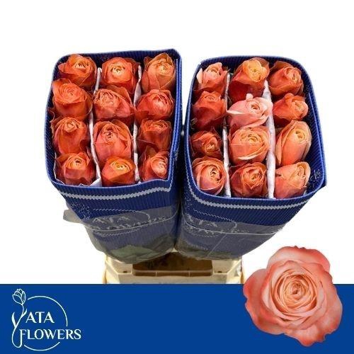 <h4>R GR KAHALA-BB</h4>