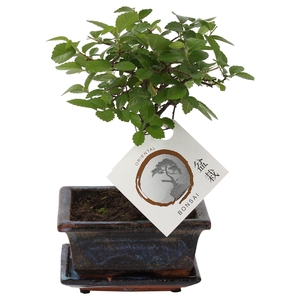 Bonsai 'Zelkova parv.' in ø12cm Ceramic Ball Shape with Saucer