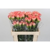 Dianthus St Zenit