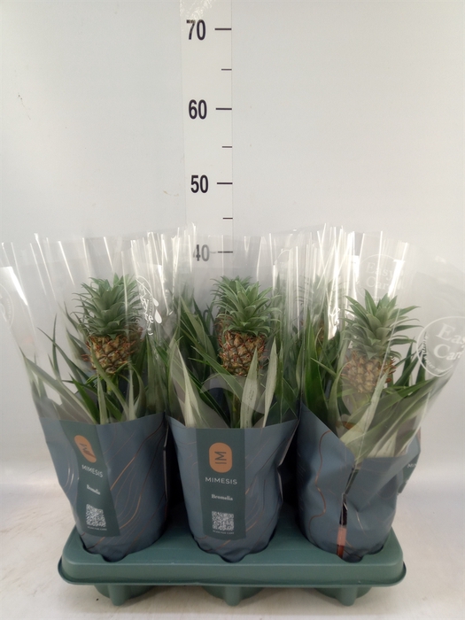 <h4>Ananas  'Mi Amigo'</h4>