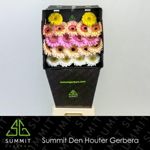 Germini Mix Spring Diamond