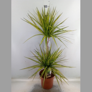 Dracaena marg. 'Sunray'