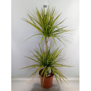 Dracaena marg. 'Sunray'