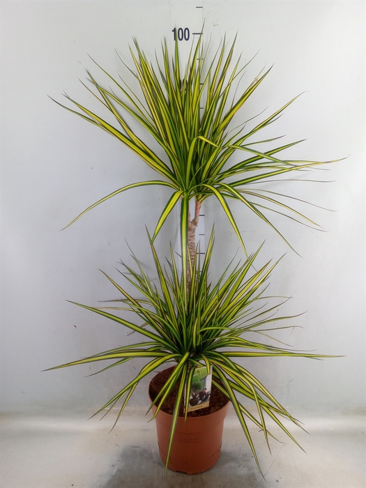 <h4>Dracaena marg. 'Sunray'</h4>