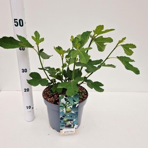 Ficus carica 'Brown Turkey'