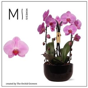 Mimesis Phal. Arrangement Crown Pink - 3 spike 26cm in Saskia Black ceramic