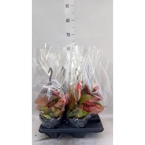 Nepenthes alata 'Miranda'