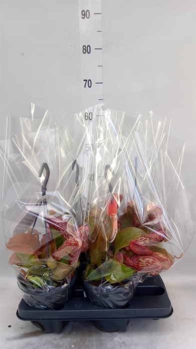 <h4>Nepenthes alata 'Miranda'</h4>