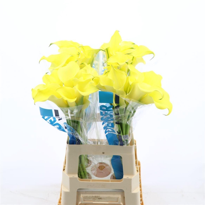 <h4>Calla Alice Springs</h4>