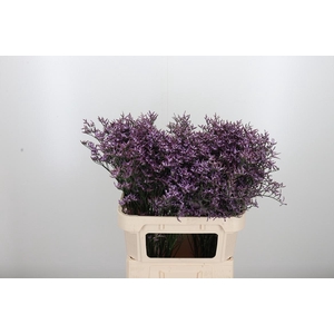 Limon Safora Lilac
