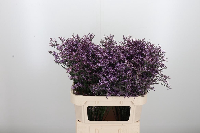 <h4>Limon Safora Lilac</h4>