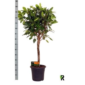 FICUS CYATHISTIPULA