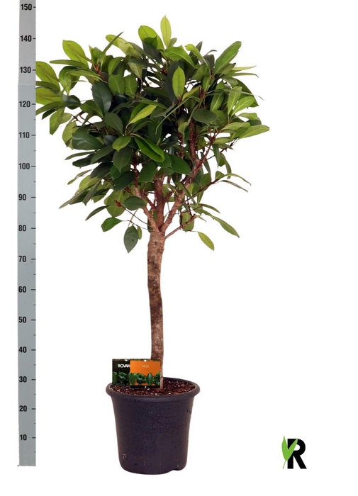 <h4>FICUS CYATHISTIPULA</h4>